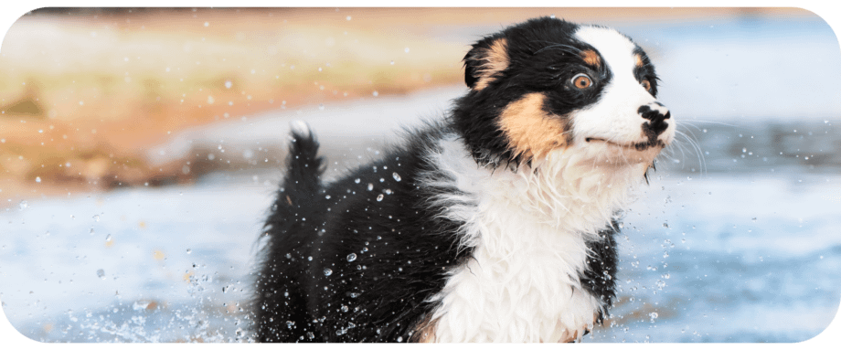 are australian shepherds natural swimmers