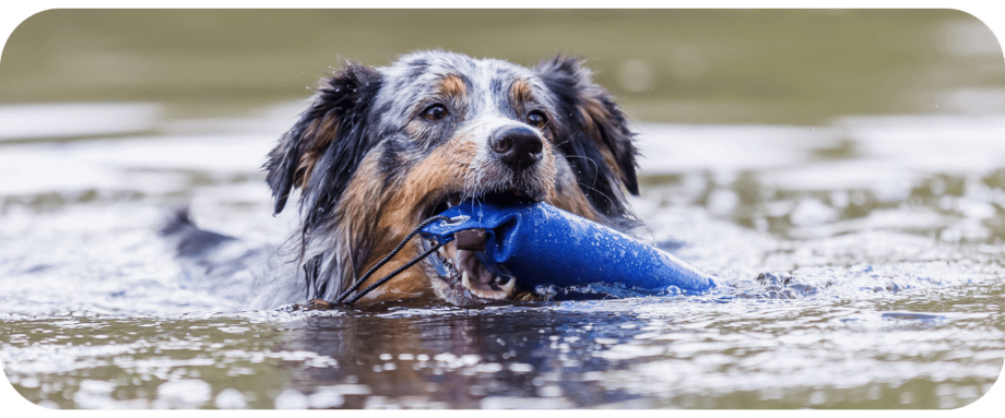 are australian shepherds natural swimmers