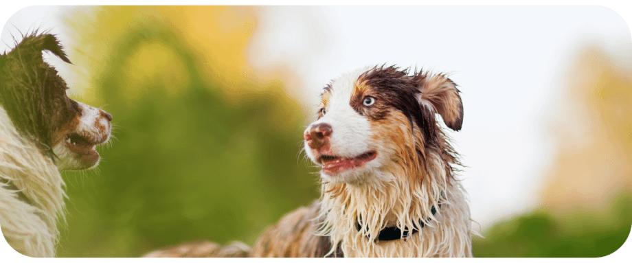 are australian shepherds natural swimmers