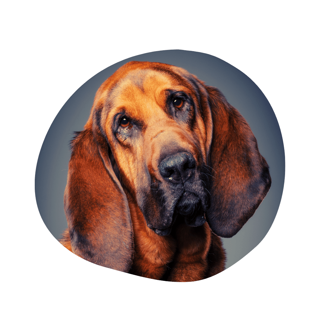 Bloodhound & Australian Shepherd Mix | AussieBase