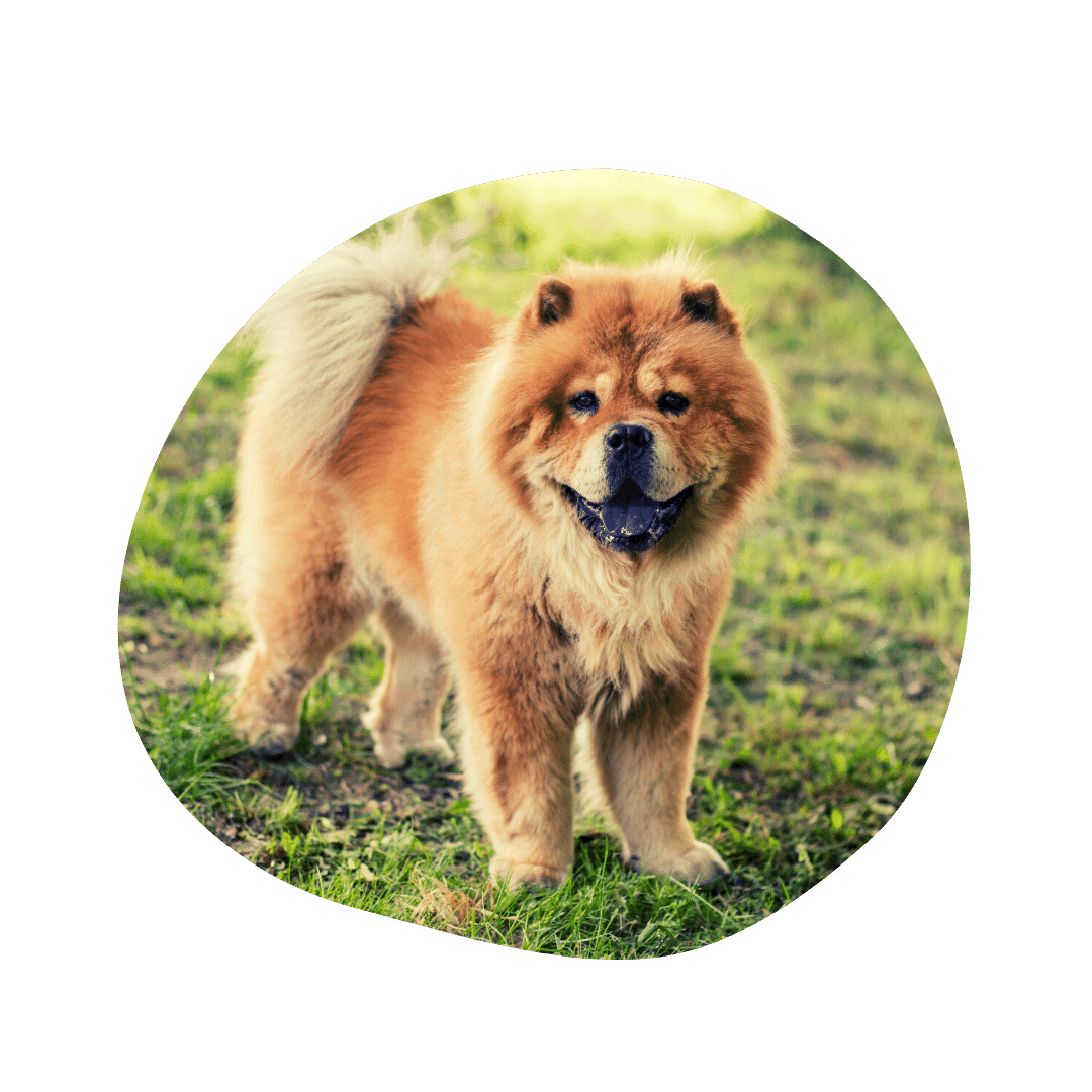 Chow Chow & Australian Shepherd Mix | AussieBase