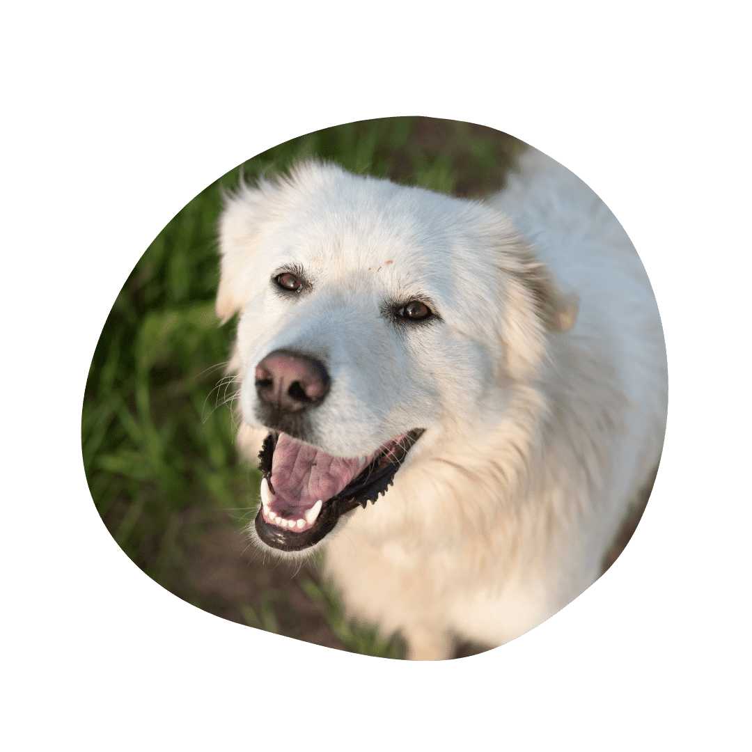 Great Pyrenees & Australian Shepherd Mix | AussieBase