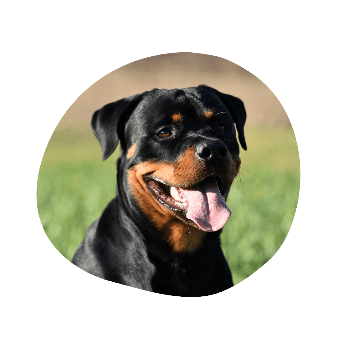 Rottweiler & Australian Shepherd Mix | AussieBase