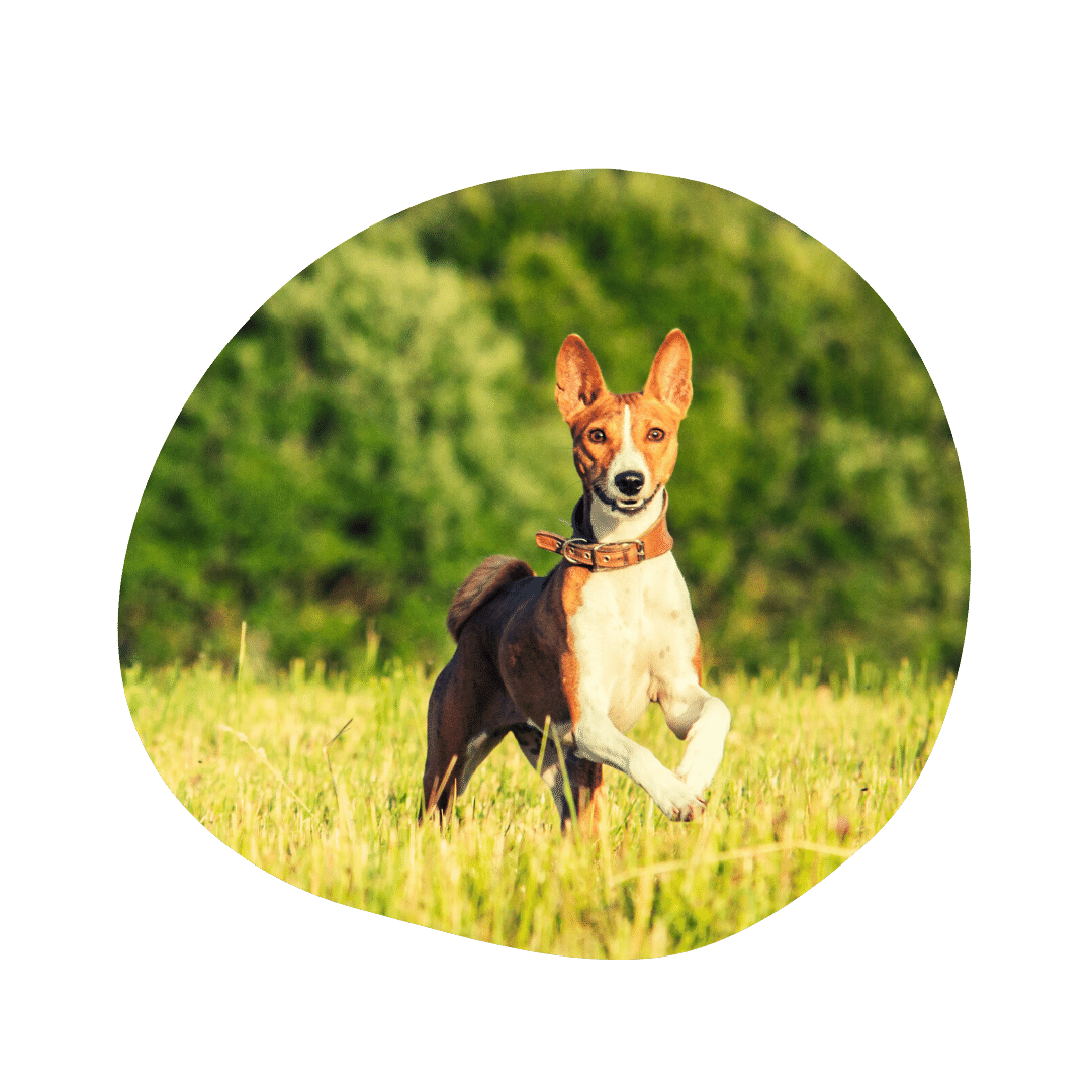 Basenji & Australian Shepherd Mix | AussieBase