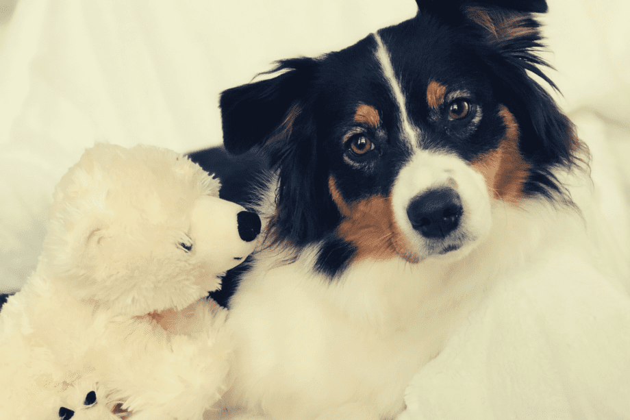 Top 10 Most Common Health Issues With Australian Shepherds