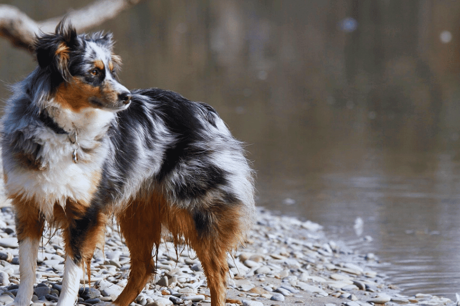 are australian shepherds natural swimmers