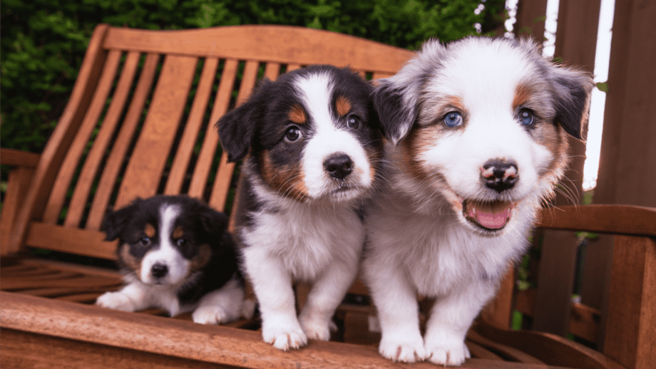 Understanding the Differences Between the Australian & English