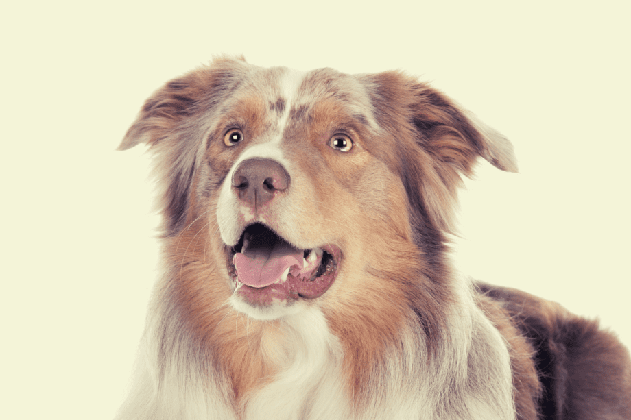 Dealing With Hip Dysplasia in Australian Shepherds AussieBase