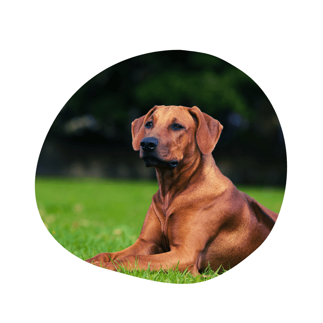 Rhodesian Ridgeback And Australian Shepherd Mix Aussiebase