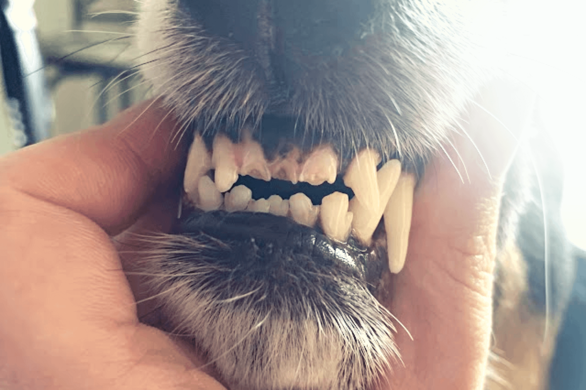 what happens if a dog chips a tooth