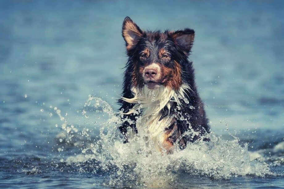 are australian shepherds natural swimmers