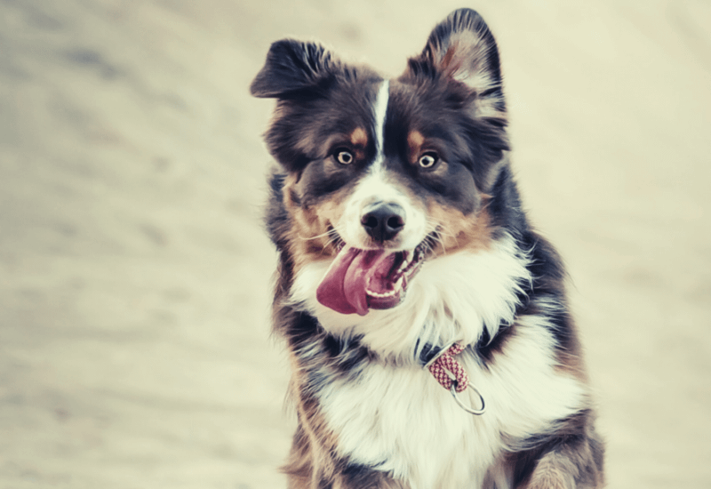 Mini Australian Shepherd AussieBase mini-australian-shepherd-aussiebase