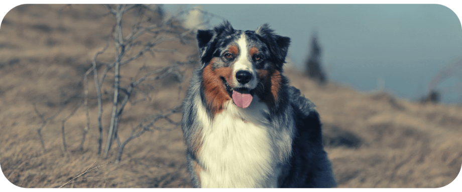 will dogs hair grow back after shaving