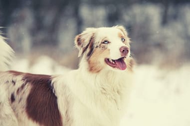 are australian shepherds cold weather dogs