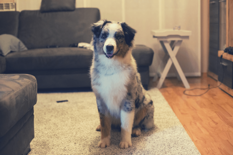 Australian Shepherds Living in An Apartment How to Make It Work
