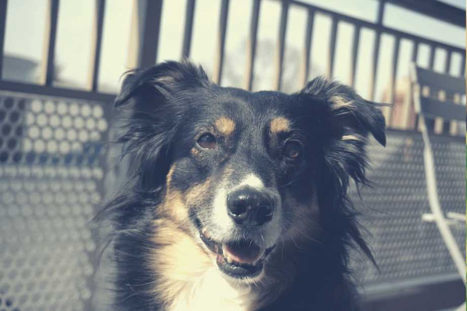 are toy australian shepherd hypoallergenic