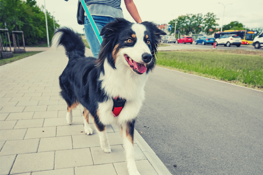 Australian Shepherds: The Perfect Service Dog Breed? | AussieBase