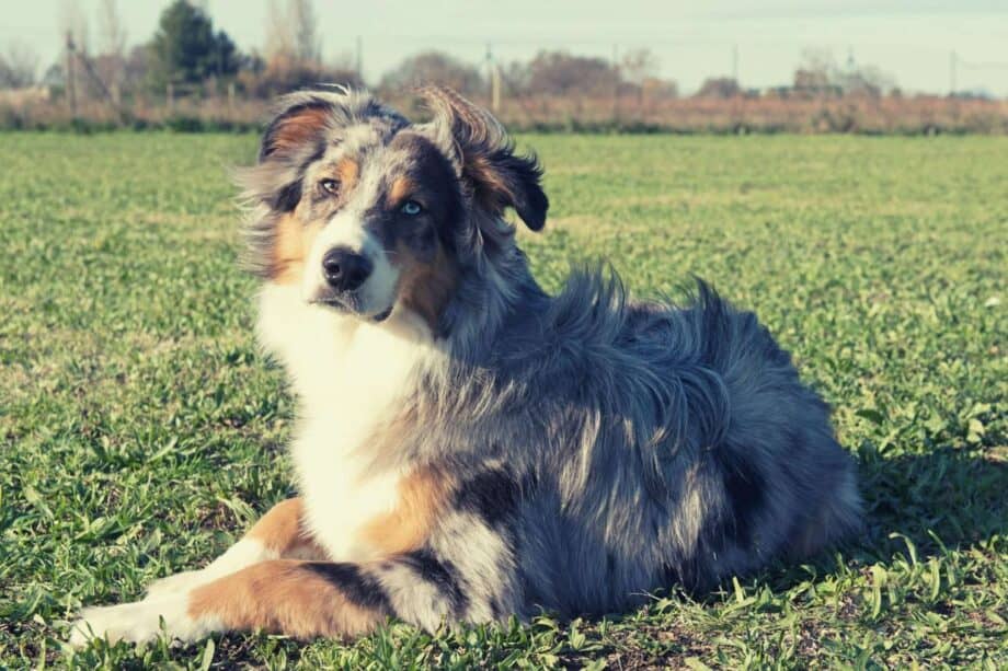 is it ok to shave a australian shepherd