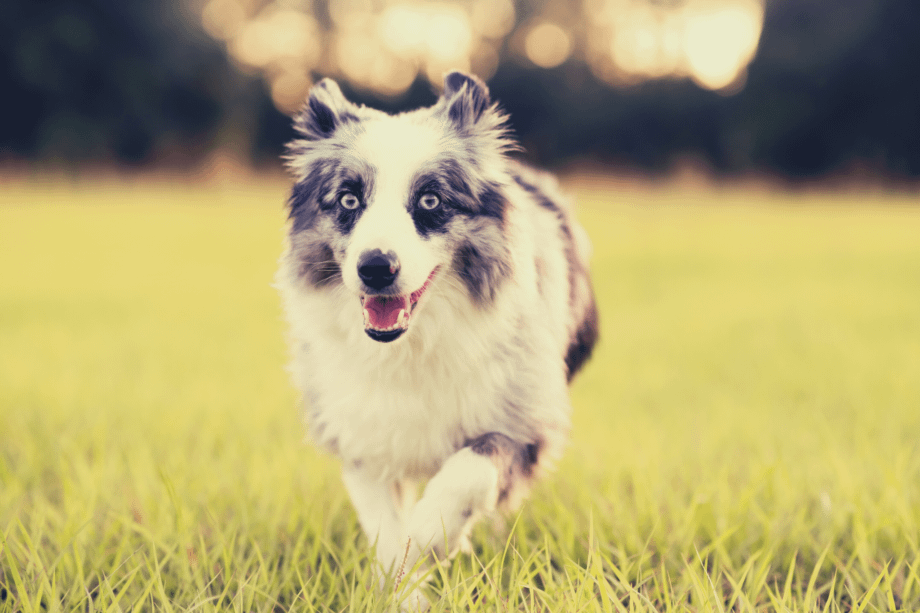How Often Should I Bathe My Australian Shepherd? AussieBase
