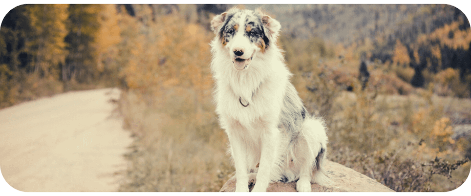 is it ok to shave a australian shepherd