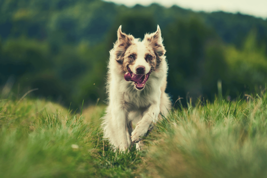 Can You Train Your Australian Shepherd to Hunt? | AussieBase