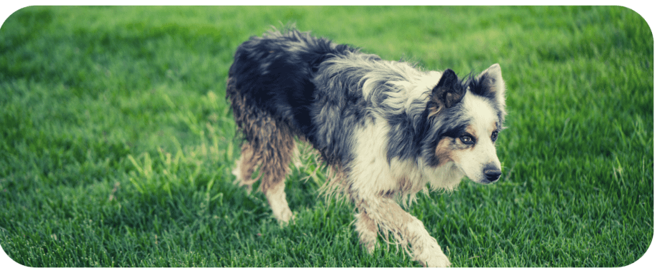 are australian shepherds easy to crate train