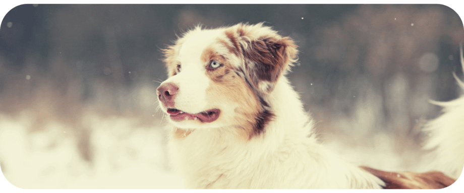 are australian shepherds cold weather dogs