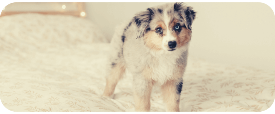 are miniature american shepherds akc recognized