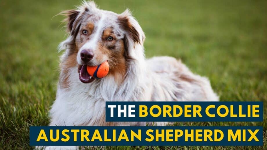 what is the best shampoo for australian shepherds