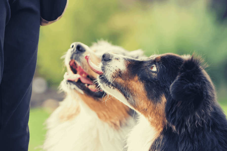 are australian shepherds clingy